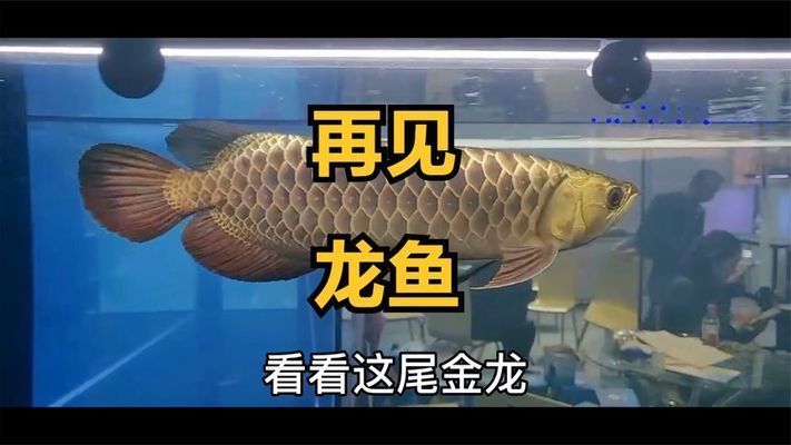 龍魚(yú)寓意的優(yōu)美句子有哪些三年級(jí)：三年級(jí)龍魚(yú)寓意的優(yōu)美句子有哪些三年級(jí)學(xué)生了解和學(xué)習(xí)