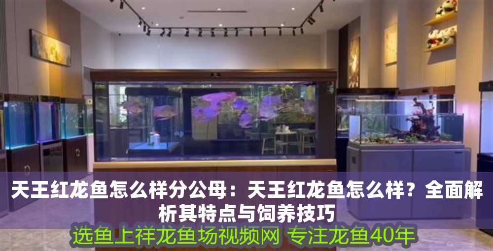 天王紅龍魚怎么樣分公母：天王紅龍魚怎么樣？全面解析其特點與飼養技巧