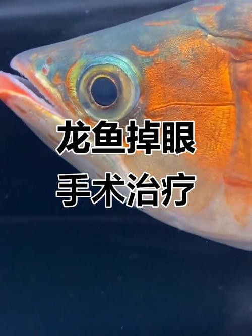 金龍魚掉眼是怎么回事兒