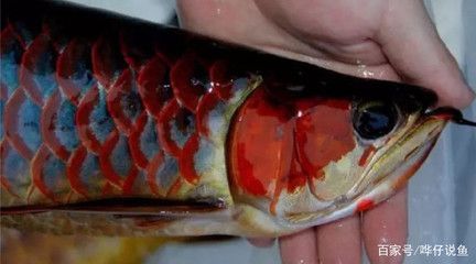 龍魚絕食怎么辦：如何處理龍魚絕食