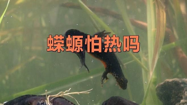 如何保持小火龍蠑螈的水溫穩(wěn)定？