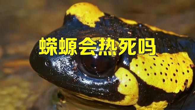 如何保持小火龍蠑螈的水溫穩(wěn)定？
