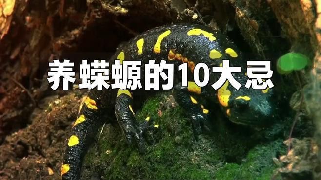 如何保持小火龍蠑螈的水溫穩(wěn)定？