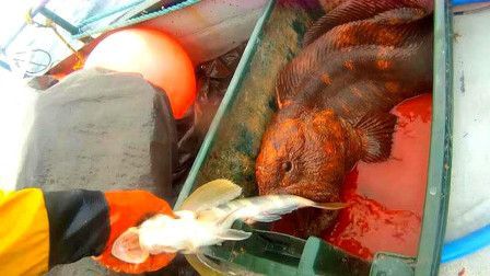 中國最貴紅龍魚7000萬在什么地方：中國最大的龍魚市場具體位于何處？