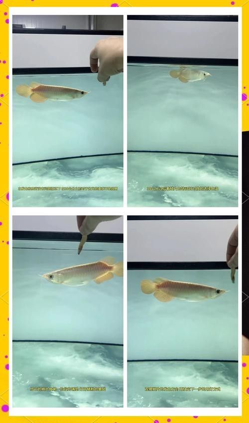 金龍魚高背和過背有什么區(qū)別圖解