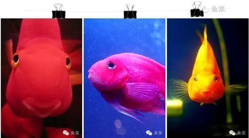 防止鸚鵡魚外傷的操作技巧：如何預防鸚鵡魚外傷