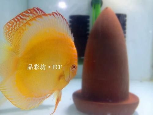 赤瞳黃龍魚圖片高清