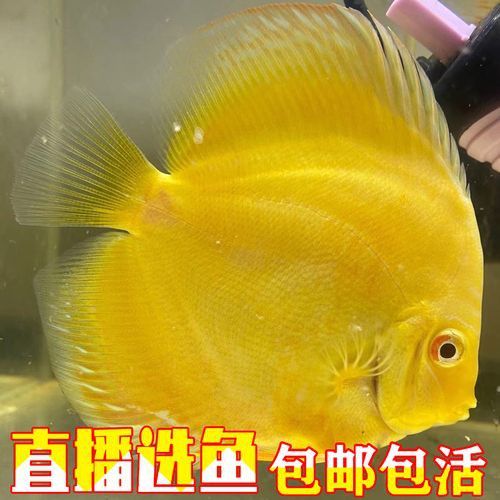 赤瞳黃龍魚圖片高清