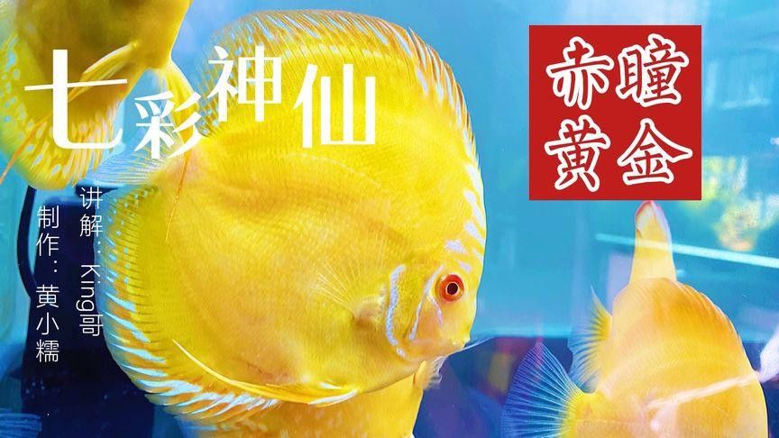 赤瞳黃龍魚圖片高清