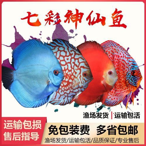 赤瞳黃龍魚圖片高清
