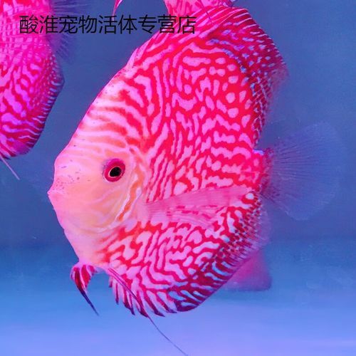 赤瞳黃龍魚圖片高清