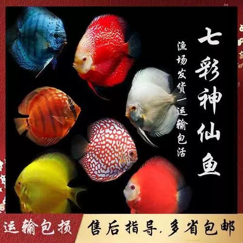 赤瞳黃龍魚圖片高清