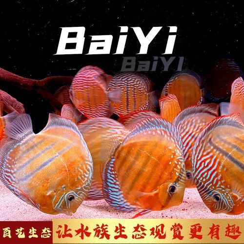 赤瞳黃龍魚圖片高清