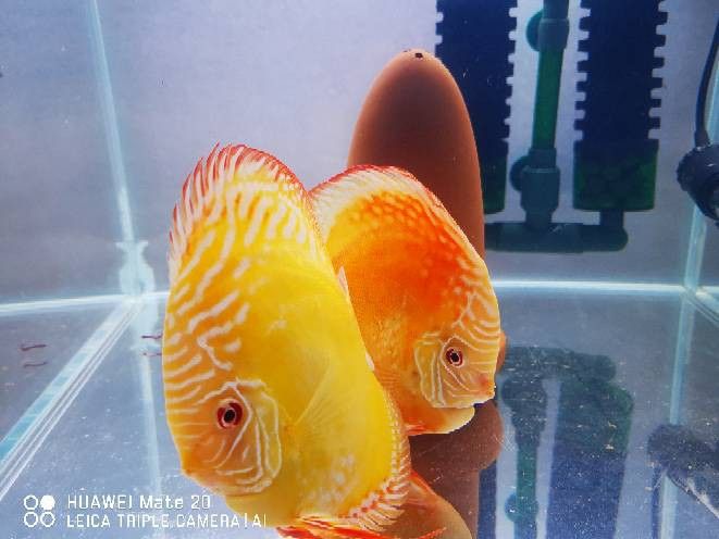 赤瞳黃龍魚圖片高清