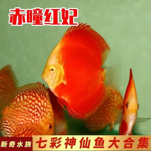 赤瞳黃龍魚圖片高清