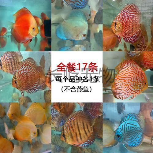 赤瞳黃龍魚圖片高清