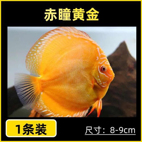 赤瞳黃龍魚圖片高清