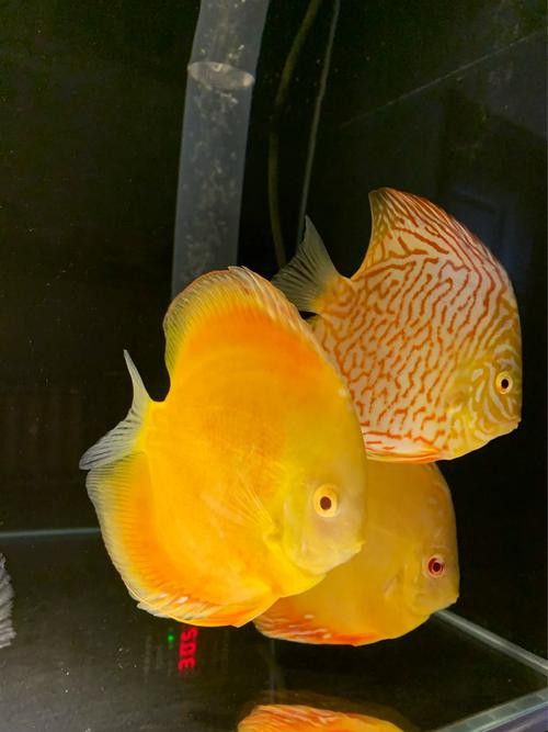 赤瞳黃龍魚圖片高清