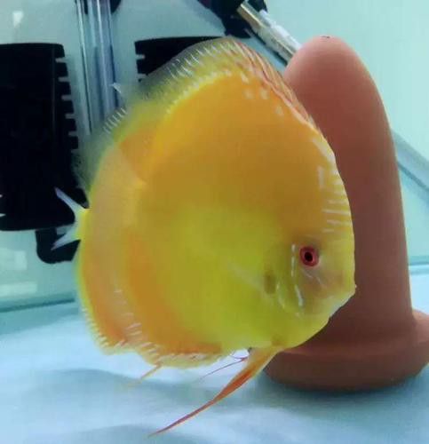 赤瞳黃龍魚圖片高清