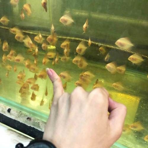 赤瞳黃龍魚圖片高清
