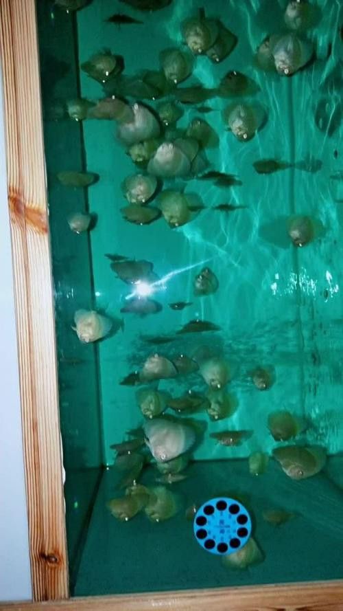 赤瞳黃龍魚圖片高清