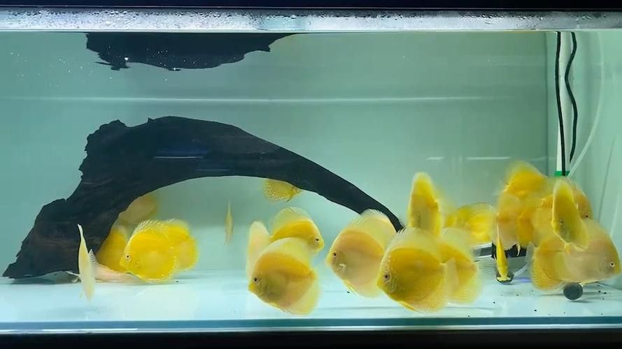 赤瞳黃龍魚圖片高清