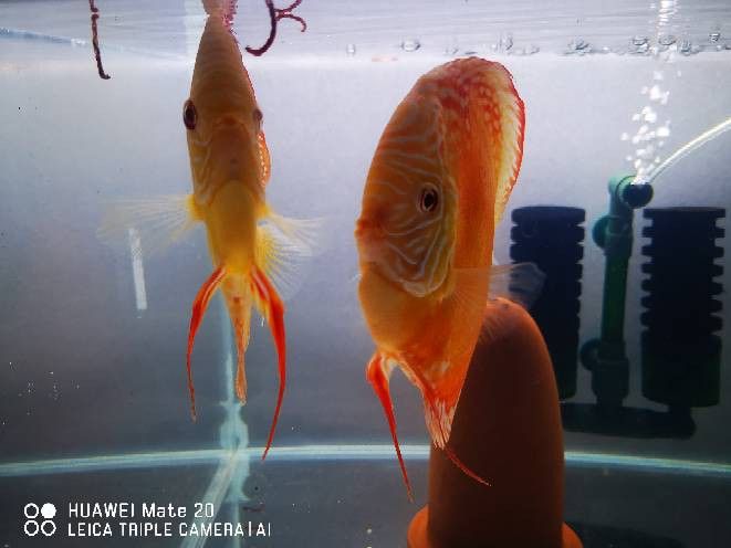 赤瞳黃龍魚圖片高清