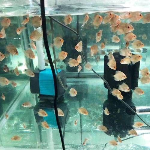 赤瞳黃龍魚圖片高清
