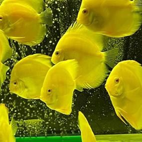 赤瞳黃龍魚圖片高清