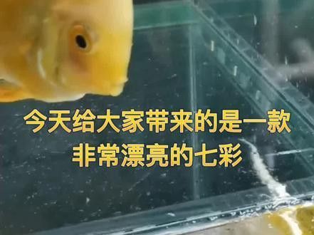 赤瞳黃龍魚圖片高清
