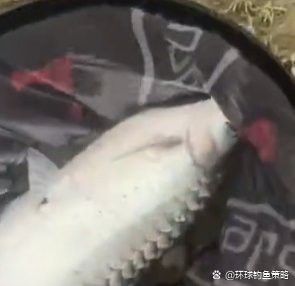 赤瞳黃龍魚圖片高清