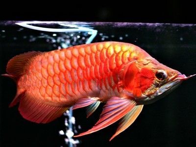 魚缸需要徹底換水嗎視頻教程（魚缸換水最佳時間如何自制硝化細菌魚缸換水工具）
