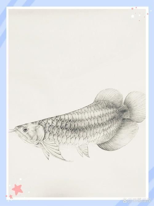 金龍魚簡筆畫圖片