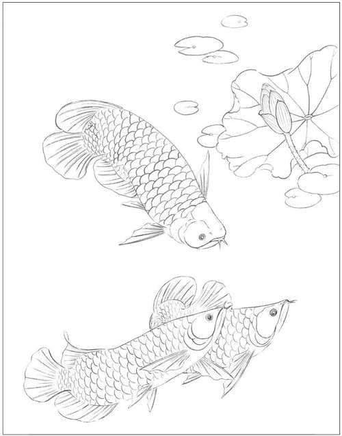 金龍魚簡筆畫圖片