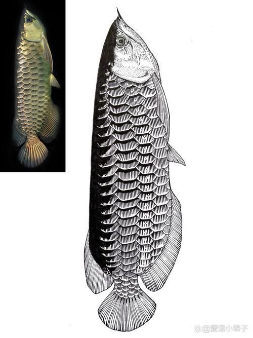 金龍魚簡筆畫圖片