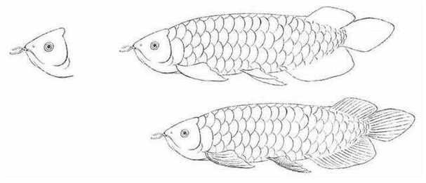 金龍魚簡筆畫圖片