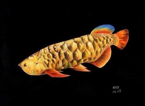 金龍魚簡筆畫圖片