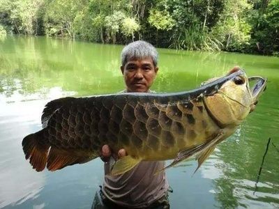 大湖龍魚產地（印尼圣塔倫大湖龍魚的原產地是印尼圣塔倫大湖龍魚的原產地）