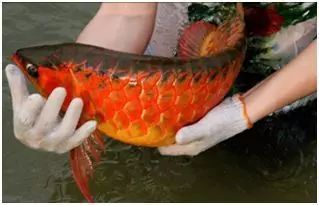 大湖龍魚產地（印尼圣塔倫大湖龍魚的原產地是印尼圣塔倫大湖龍魚的原產地）