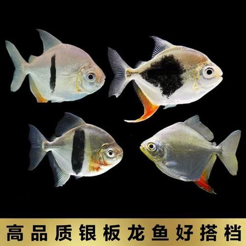 龍魚能跟小型熱帶魚混養(yǎng)嗎圖片