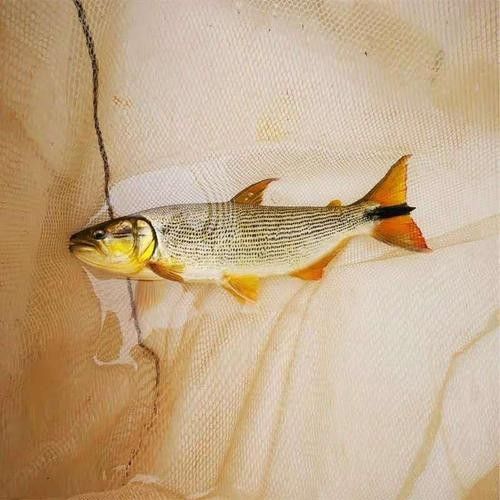 龍魚能跟小型熱帶魚混養(yǎng)嗎圖片