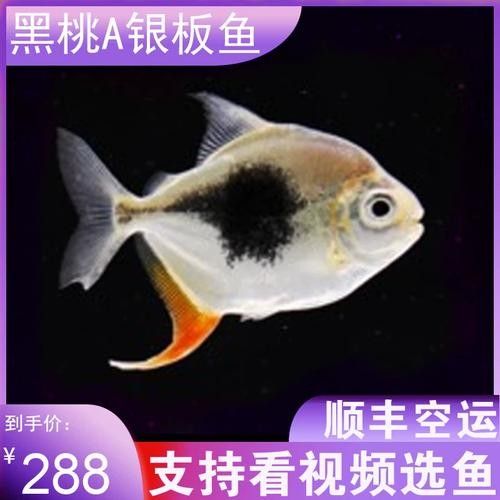 龍魚能跟小型熱帶魚混養(yǎng)嗎圖片
