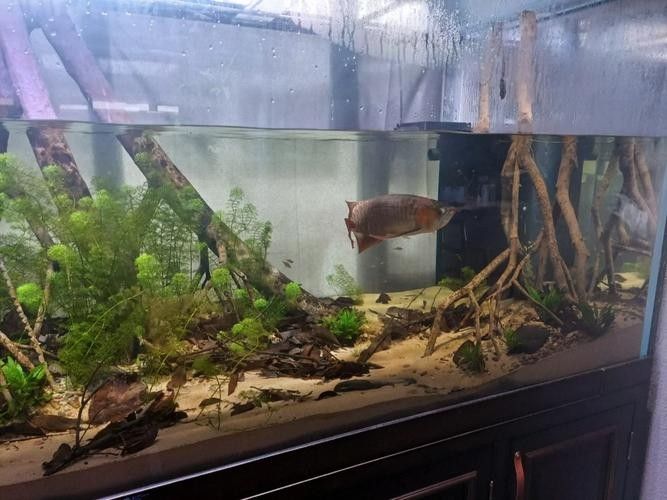 龍魚能跟小型熱帶魚混養(yǎng)嗎圖片