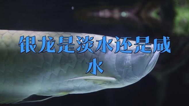 銀龍魚用什么魚缸養最好