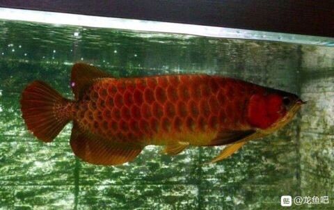 龍魚入缸多久出狀態正常：龍魚入缸后多久出狀態正常