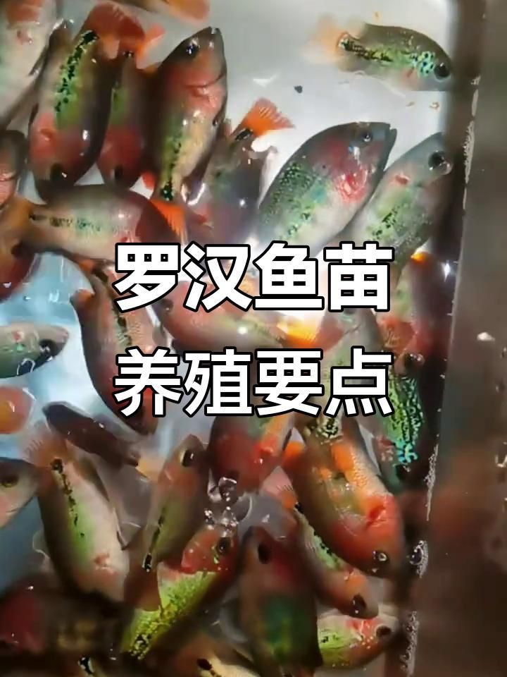 羅漢魚苗怎么養
