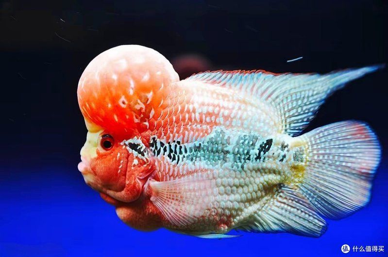羅漢魚苗怎么養