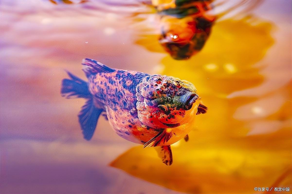 龍魚突然劇烈撞缸了