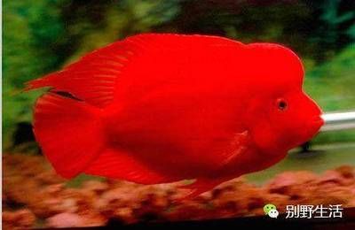 招財魚與鸚鵡魚混養需要注意以下幾點：一條招財魚配幾條鸚鵡魚