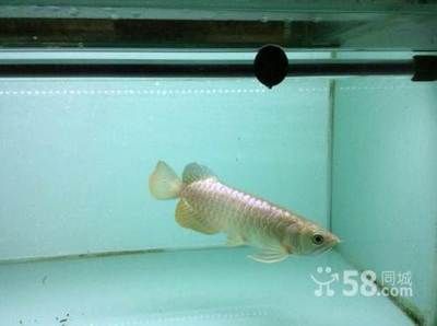 龍魚養殖密度最佳實踐：關于龍魚養殖密度的實踐